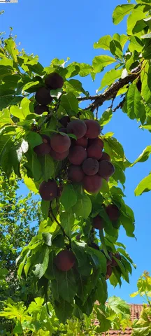 a picture of flowers