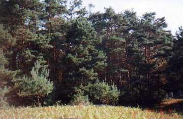 Penesal Road Leroy, MI 49655 - Photo 1 of 1 Primary Photo