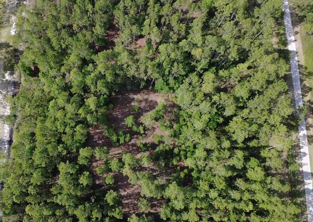 859 Wild Cur Road Pierson, FL 32180 - Photo 15 of 19 a view of a forest with a tree