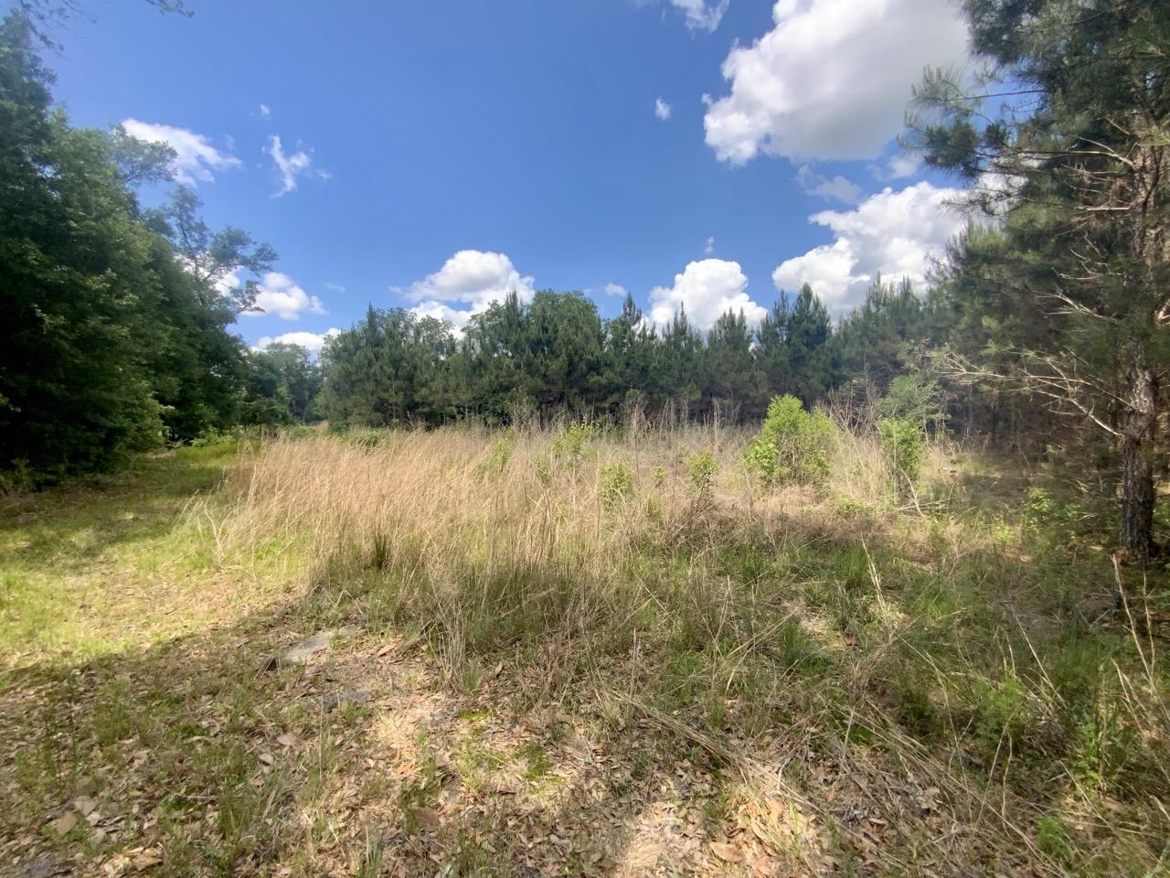 Vacant Southwest Vacant Sw Captain Brown Road Madison, FL 32340 - Photo 21 of 28 Gallery Image 21