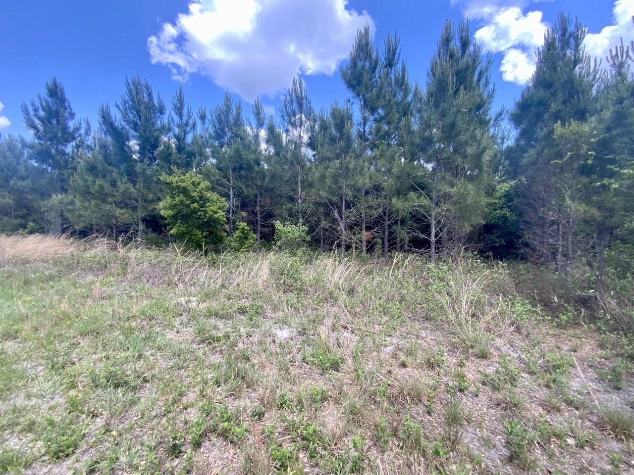 Vacant Southwest Vacant Sw Captain Brown Road Madison, FL 32340 - Photo 28 of 28 Gallery Image 28