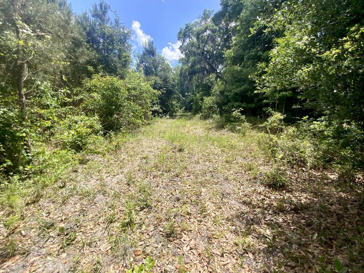 Vacant Southwest Vacant Sw Captain Brown Road Madison, FL 32340 - Photo 3 of 28 Gallery Image 3