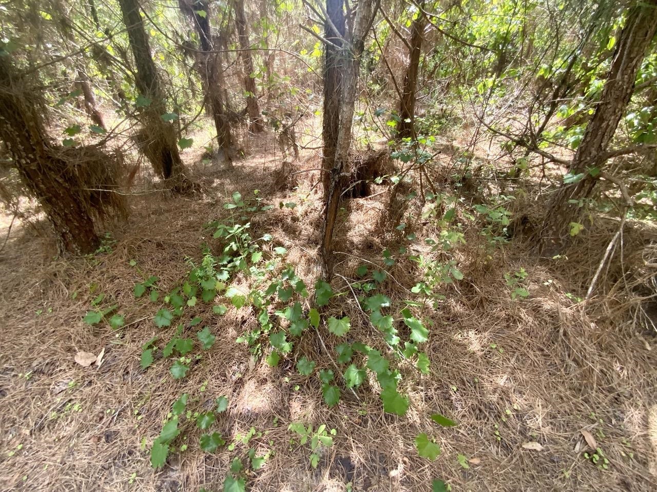 Vacant Southwest Vacant Sw Captain Brown Road Madison, FL 32340 - Photo 5 of 28 Gallery Image 5