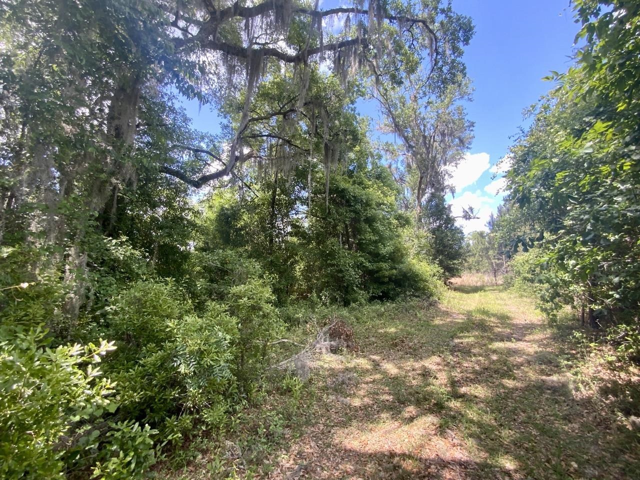 Vacant Southwest Vacant Sw Captain Brown Road Madison, FL 32340 - Photo 7 of 28 Gallery Image 7