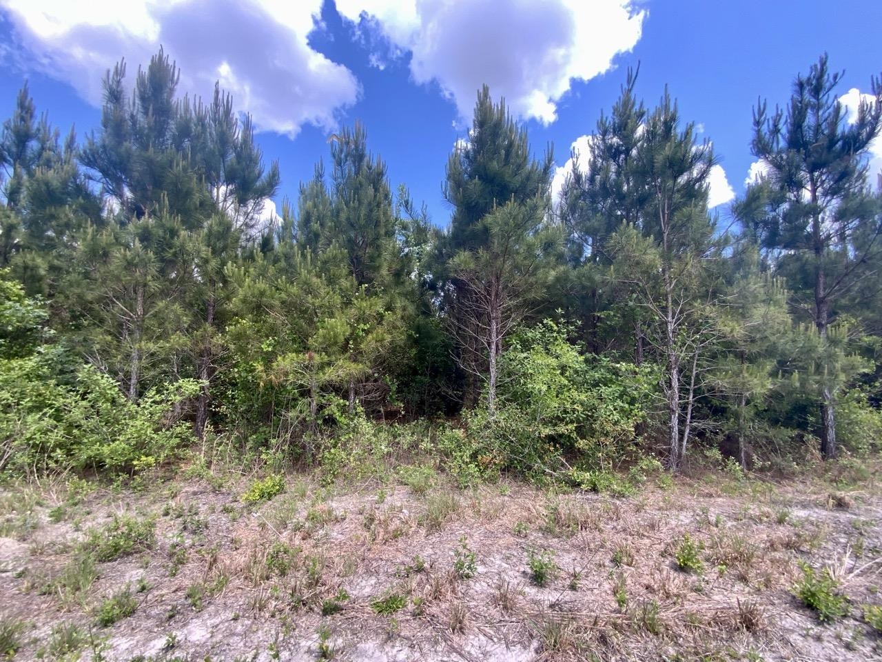 Vacant Southwest Vacant Sw Captain Brown Road Madison, FL 32340 - Photo 8 of 28 Gallery Image 8