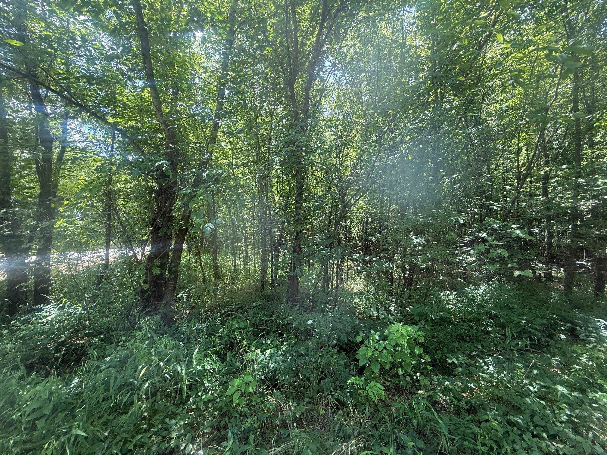 4 Coffee Landing Road Adamsville, TN 38310 - Photo 11 of 16 View of wooded area