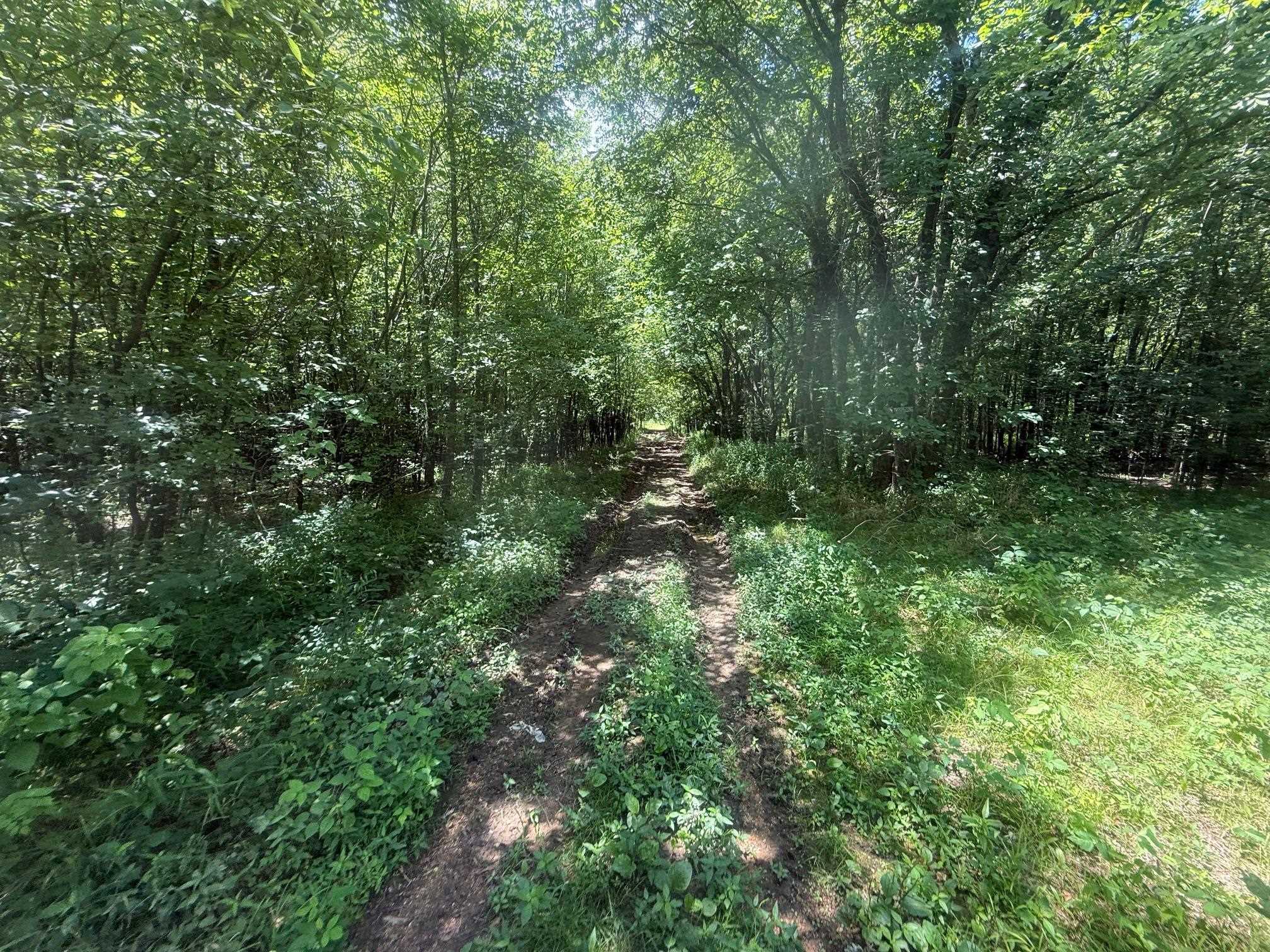 4 Coffee Landing Road Adamsville, TN 38310 - Photo 10 of 16 View of tree filled area