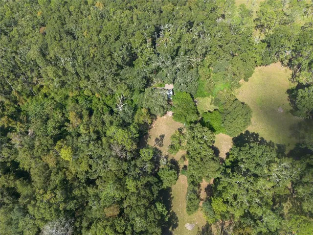 a view of a forest with a tree
