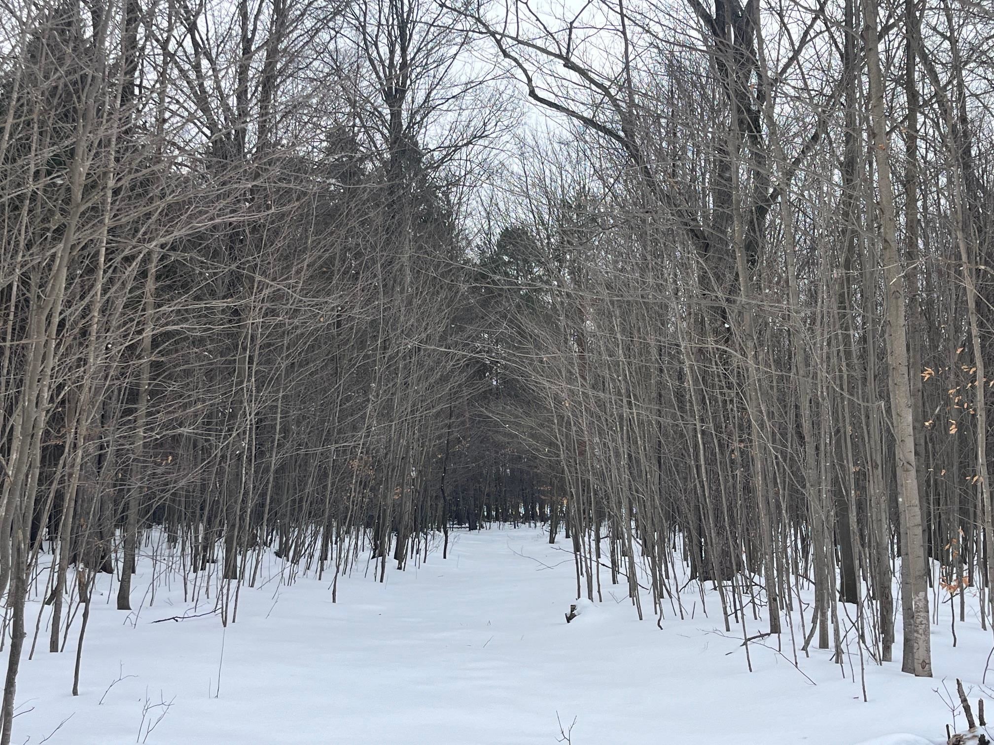 9 9 Mile Road Free Soil, MI 49411 - Photo 12 of 13