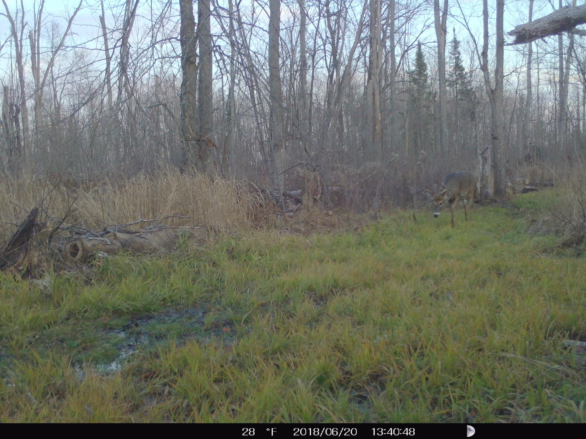 0 North Merritt Road Merritt, MI 49667 - Photo 12 of 54 9