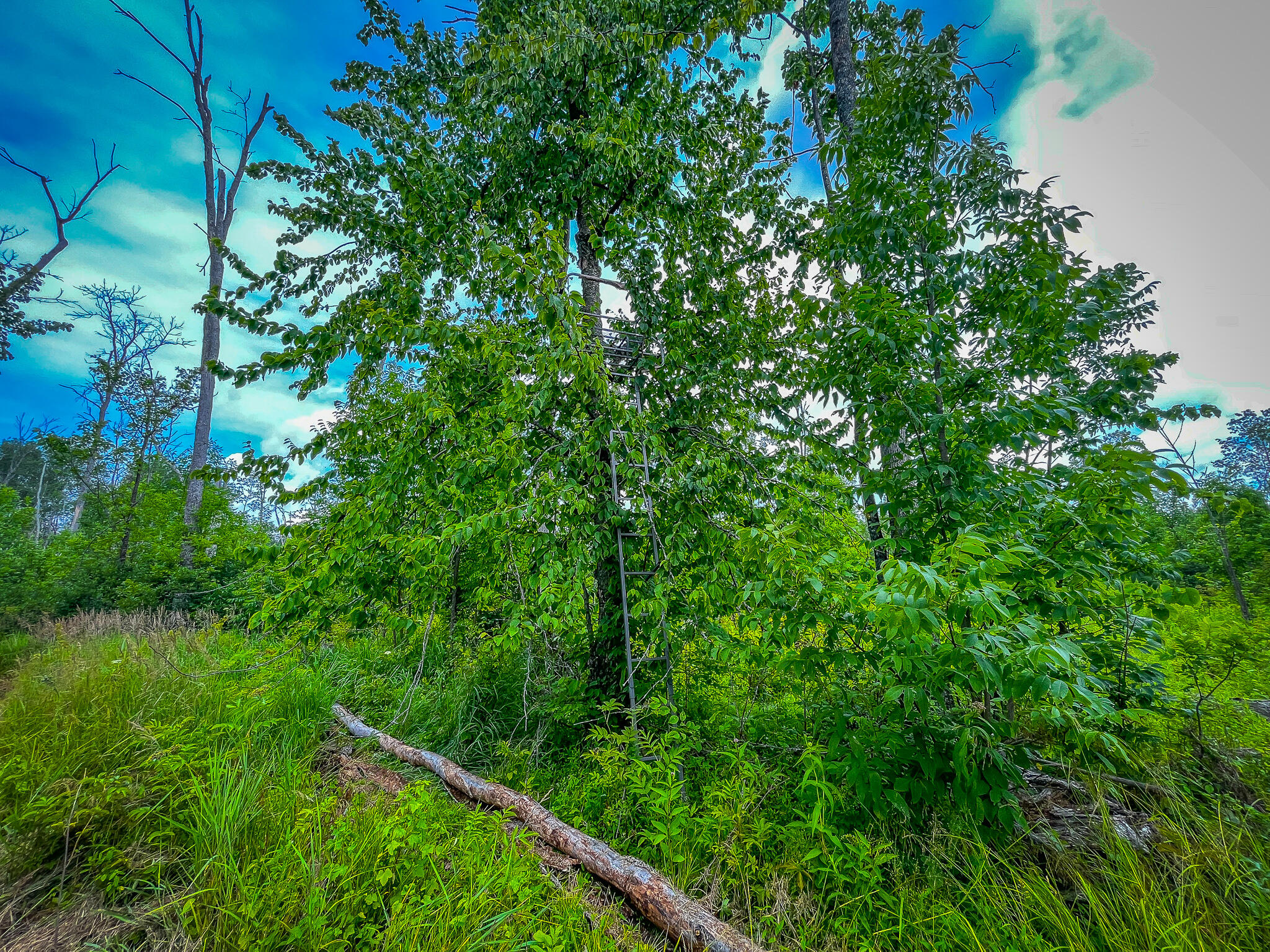 0 North Merritt Road Merritt, MI 49667 - Photo 25 of 54 IMG_4430