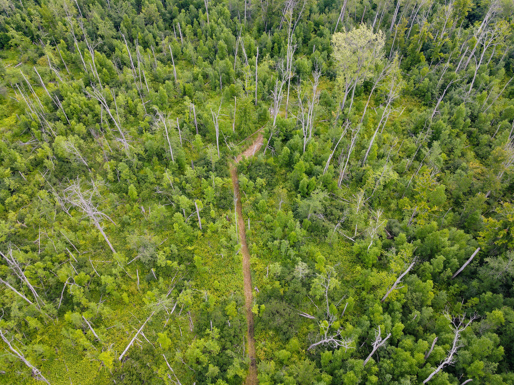 0 North Merritt Road Merritt, MI 49667 - Photo 46 of 54 DJI_0985