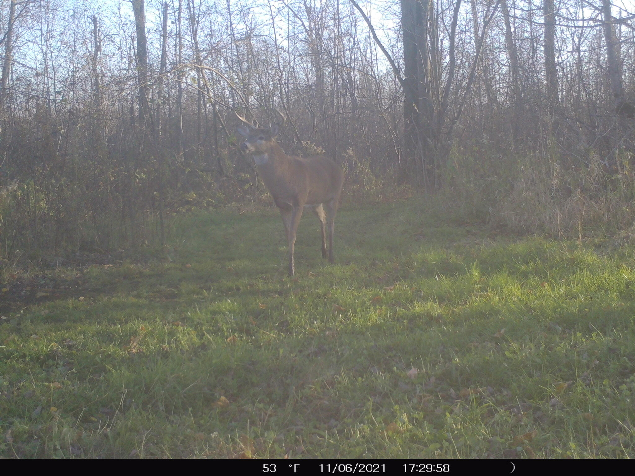 0 North Merritt Road Merritt, MI 49667 - Photo 5 of 54 2