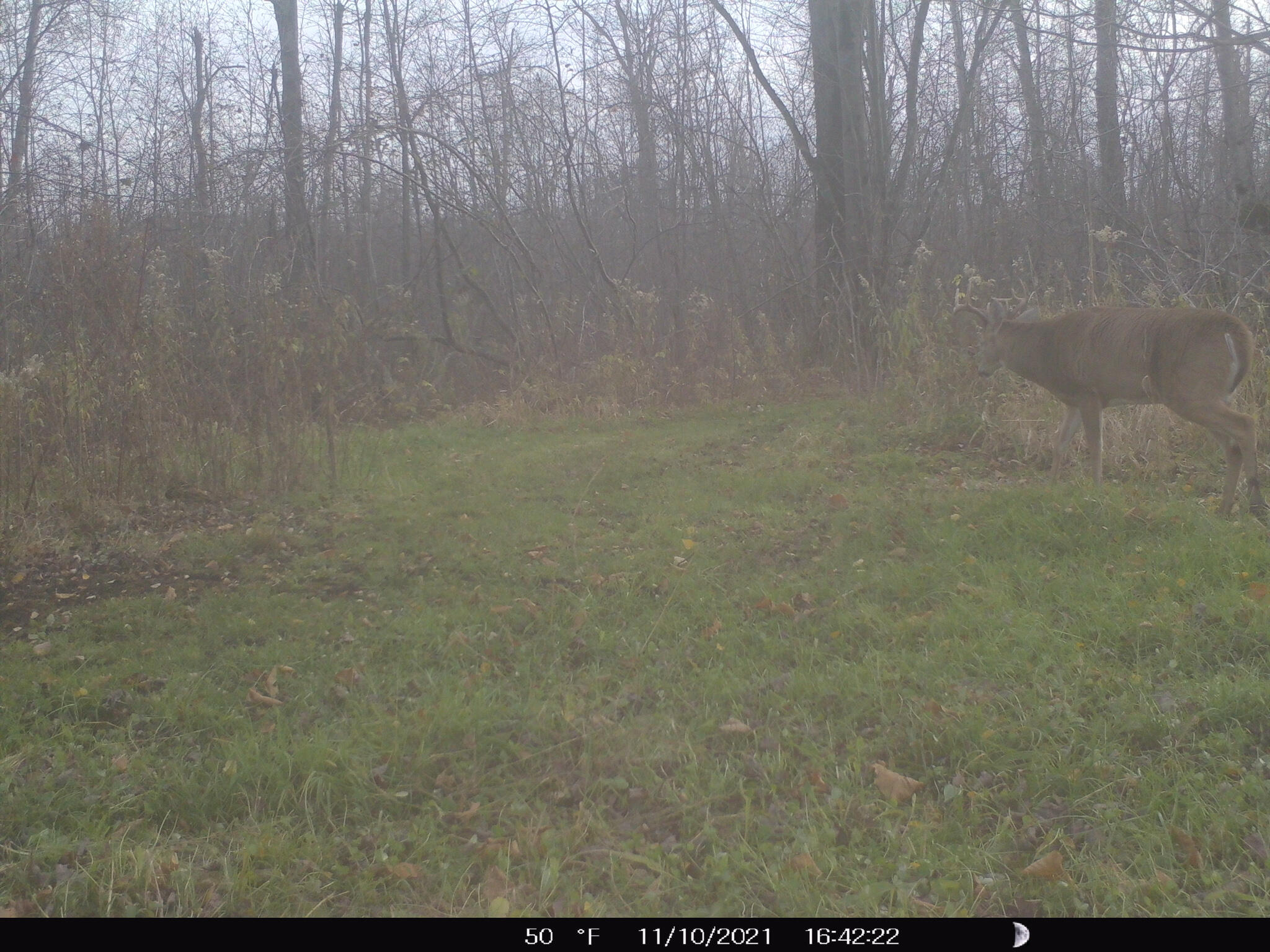 0 North Merritt Road Merritt, MI 49667 - Photo 6 of 54 3