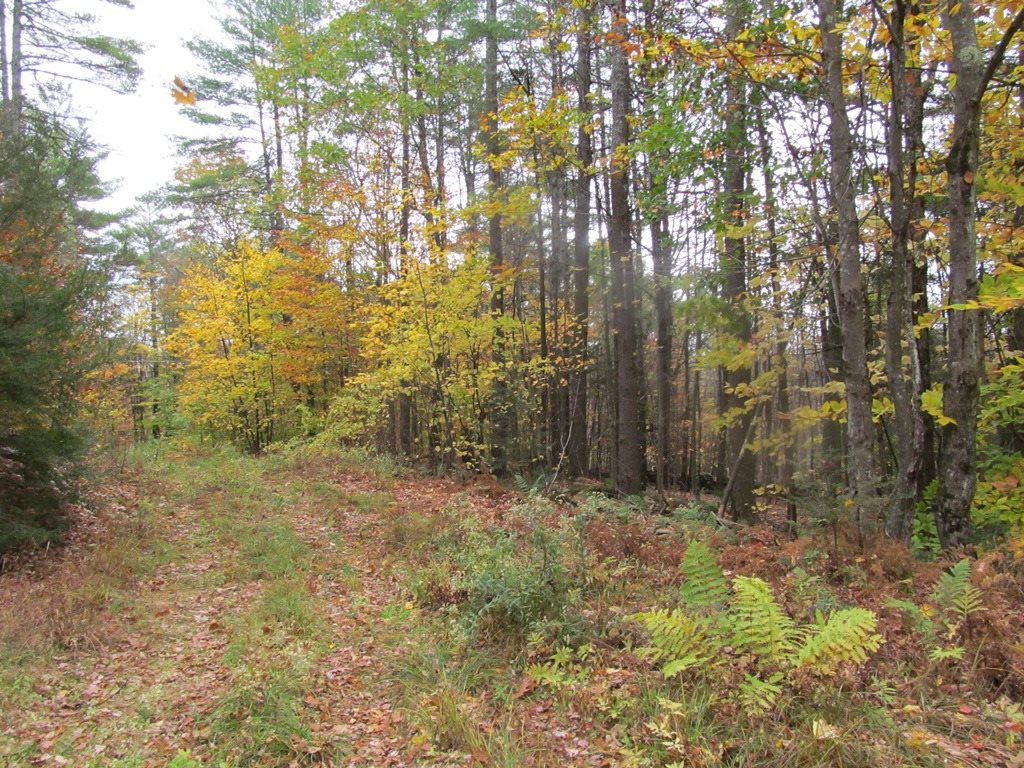 439 Dodge Hollow Road Lempster, NH 03605 - Photo 6 of 8