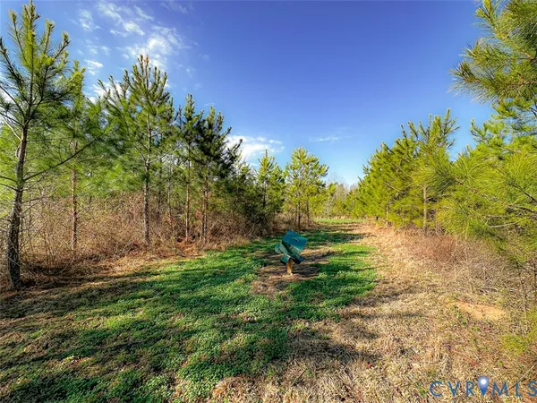 a view of a dry yard with trees