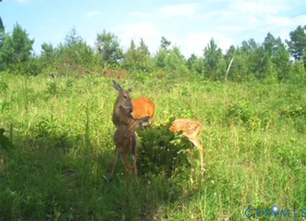 a view of a lush green space
