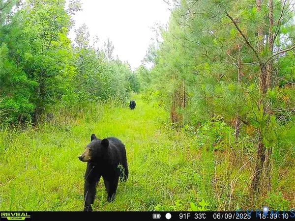 $150,000 | 12.66 Acres (off Of) Waqua Creek Road, Rawlings, VA 23876