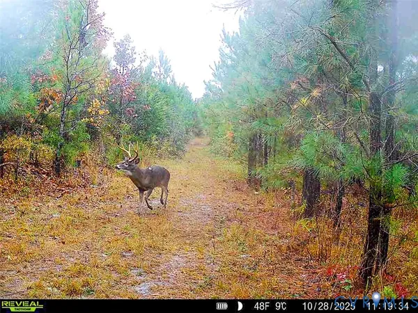 $150,000 | 12.66 Acres (off Of) Waqua Creek Road, Rawlings, VA 23876