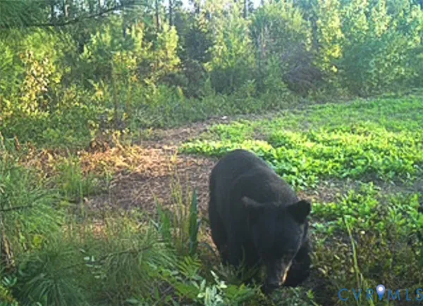 $150,000 | 12.66 Acres (off Of) Waqua Creek Road, Rawlings, VA 23876