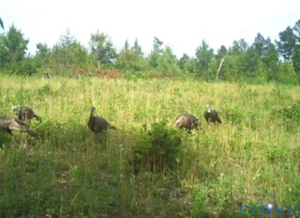 $150,000 | 12.66 Acres (off Of) Waqua Creek Road, Rawlings, VA 23876