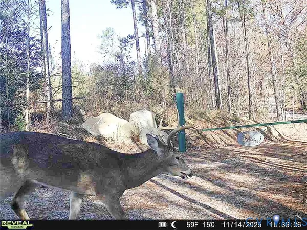 a view of a garden with a bench in a backyard