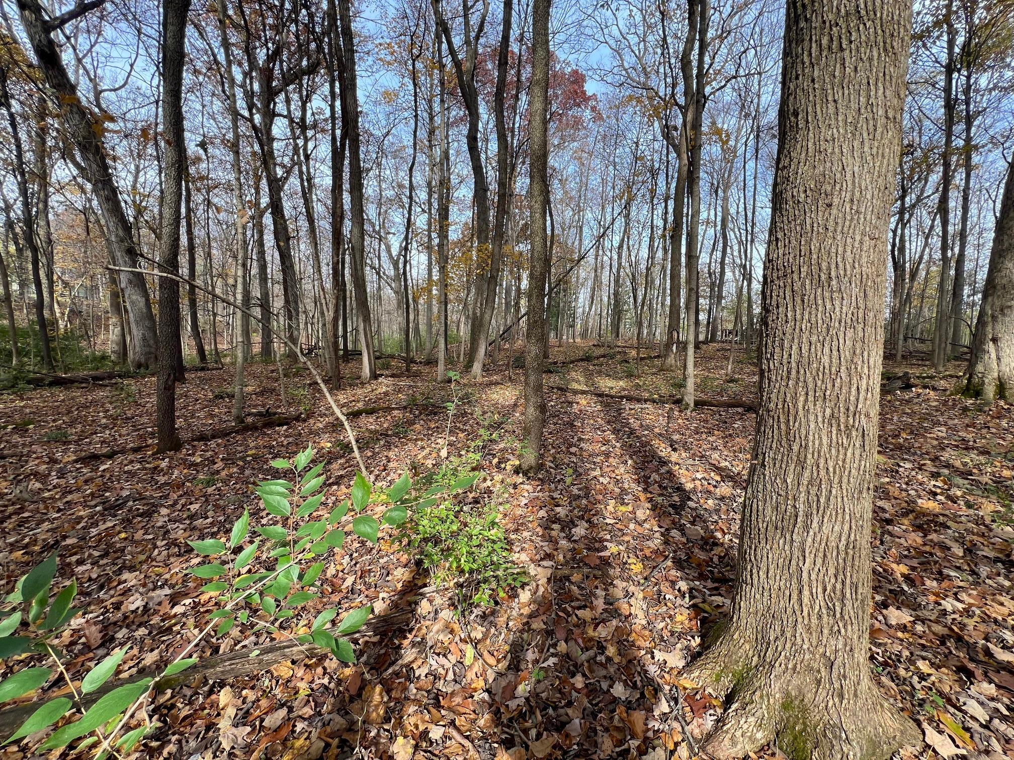 3880 Fry Road Ostrander, OH 43061 - Photo 70 of 82 Old growth trees in this woods.