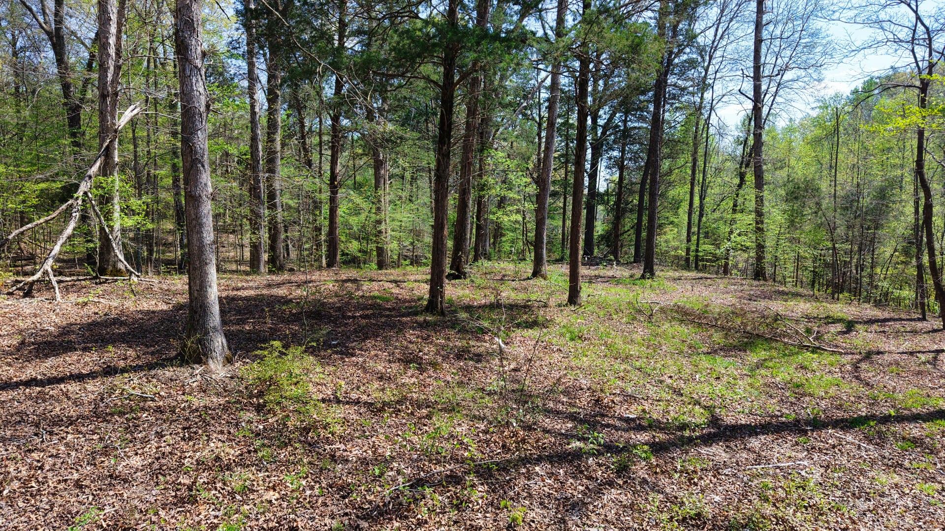 0 Brown Hollow Road Lyles, TN 37098 - Photo 22 of 24