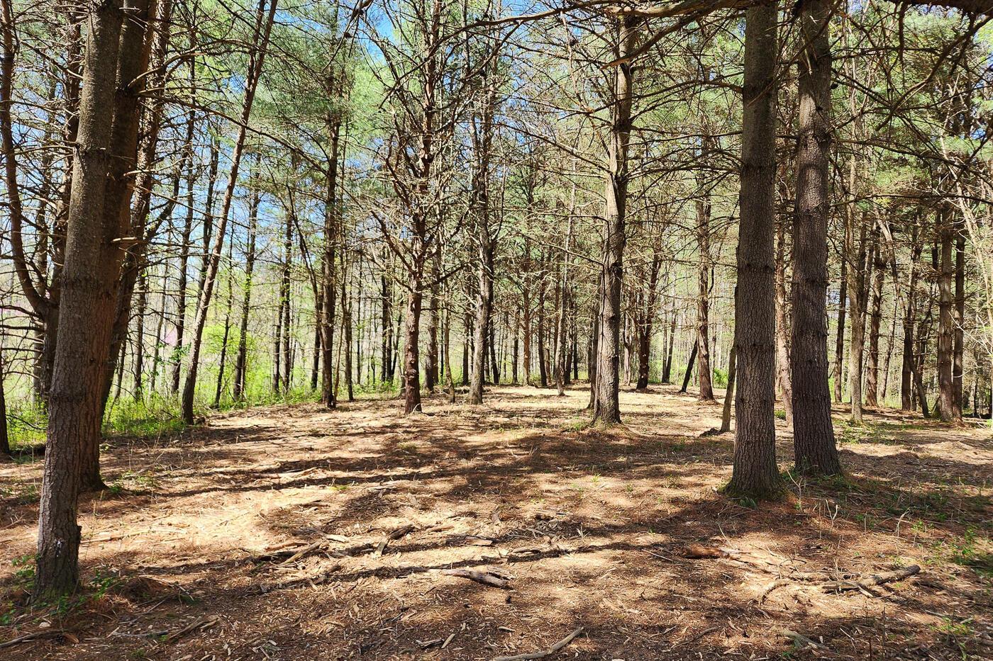 0 Featherstone Road, Unit TRACT 2) Stewart, OH 45778 - Photo 19 of 56 CT-19