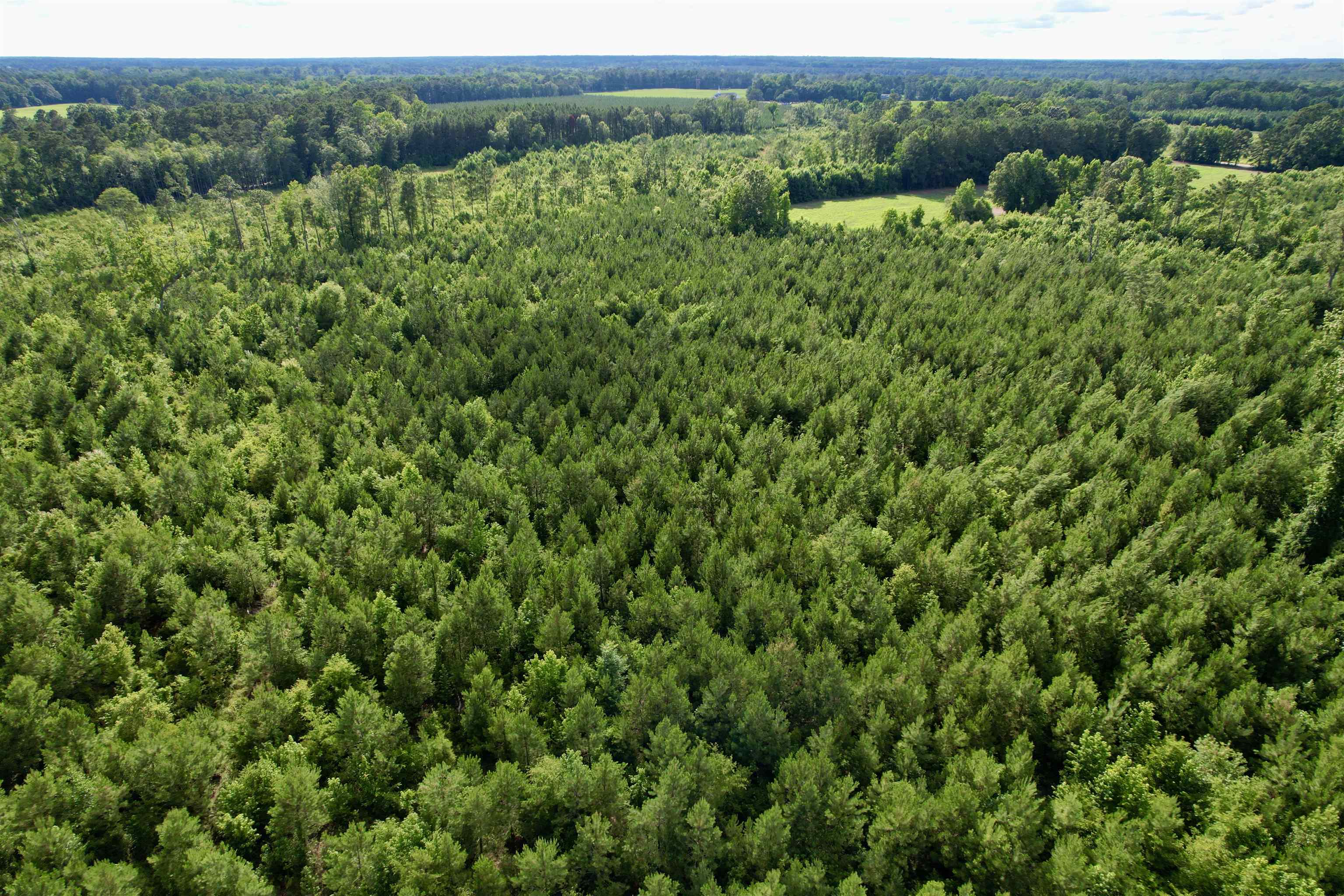85-acres - Muddy Creek Road Hemingway, SC 29554 - Photo 29 of 31