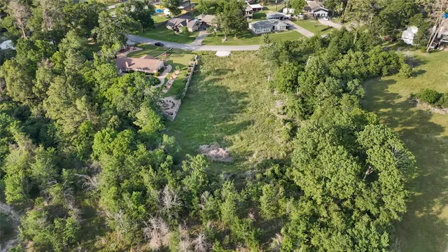 a close up of a tree in a garden
