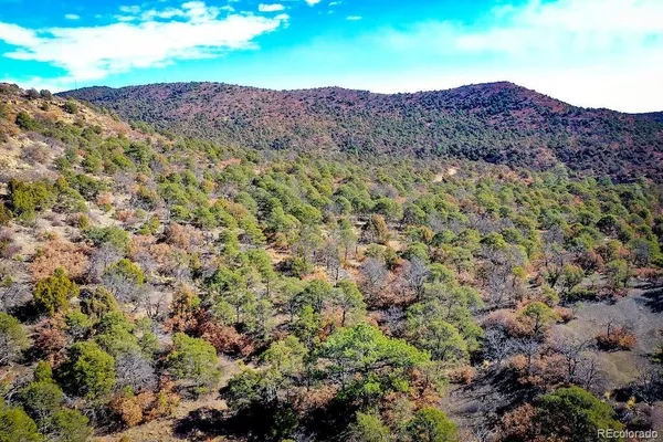 a view of a forest with mountains in the background