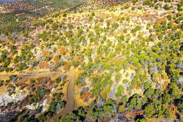 a view of a large tree