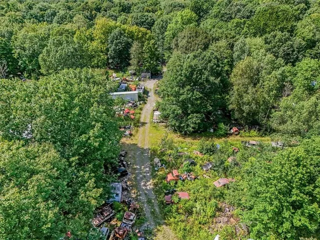 a view of a garden with plants and large trees