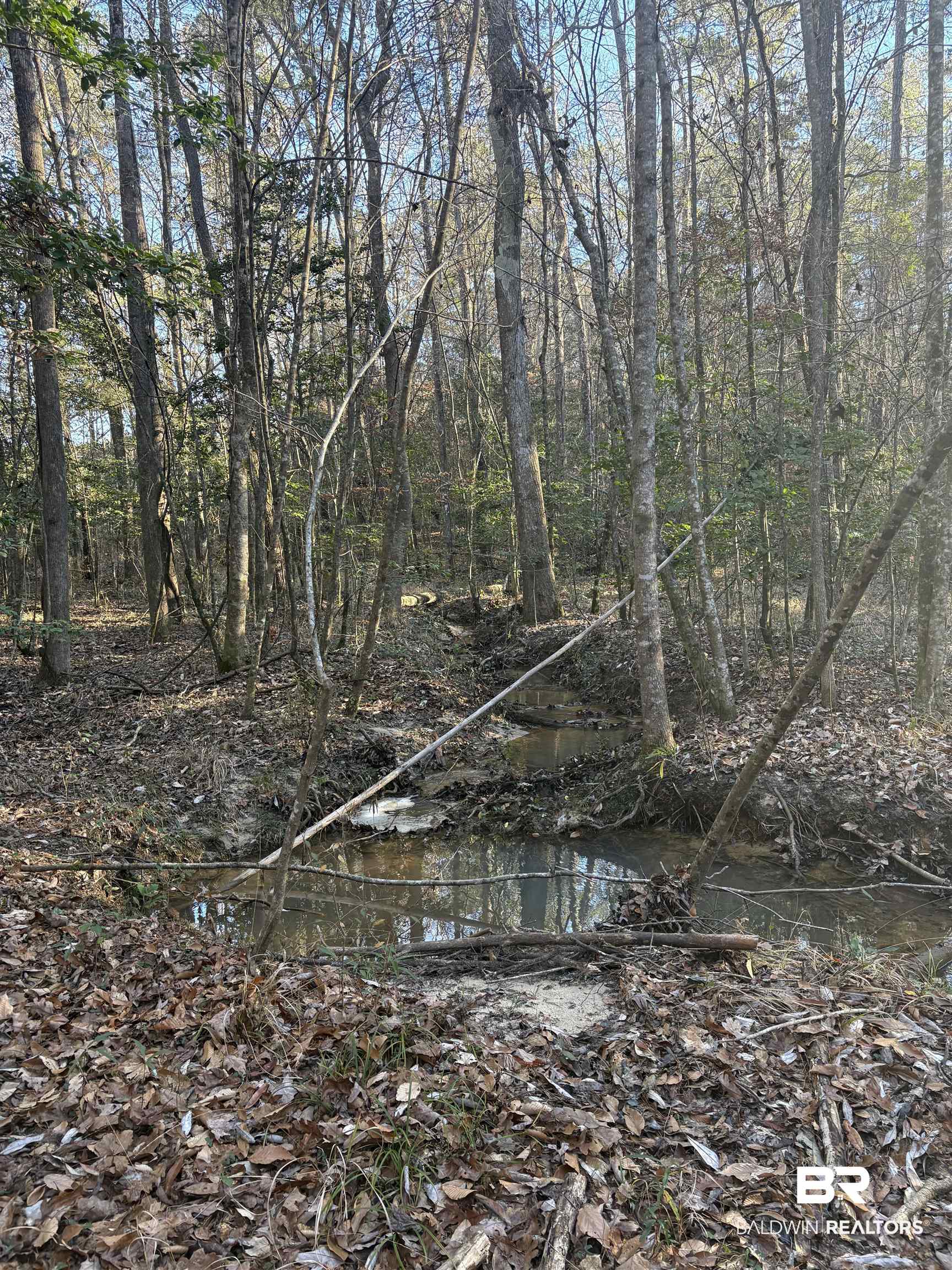 756 Ted Bates Road Evergreen, AL 36401 - Photo 9 of 28 View of nature