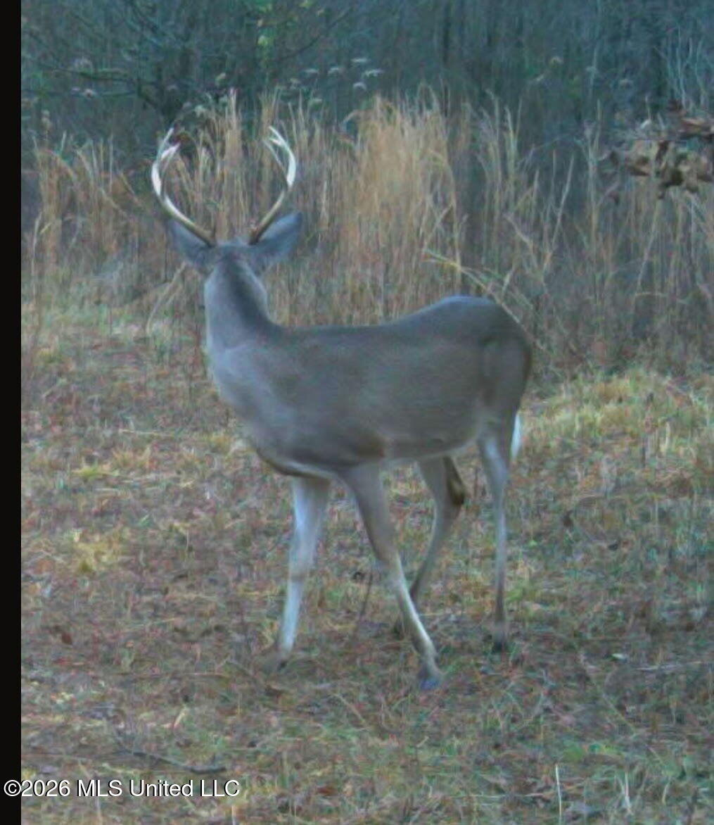 Miller Road Olive Branch, MS 38654 - Photo 4 of 9 image