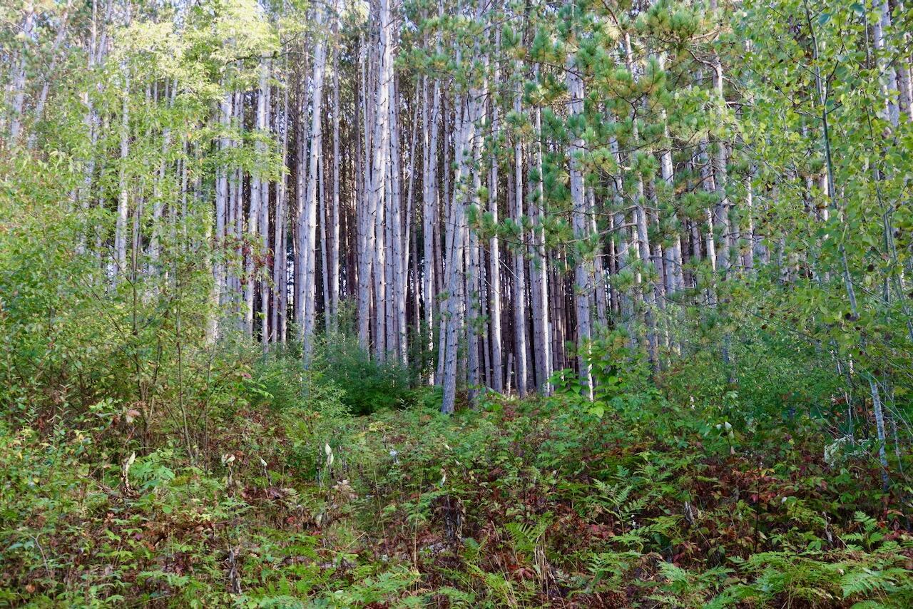 190 North Crawford Road Twining, MI 48766 - Photo 52 of 60 IMG_3267