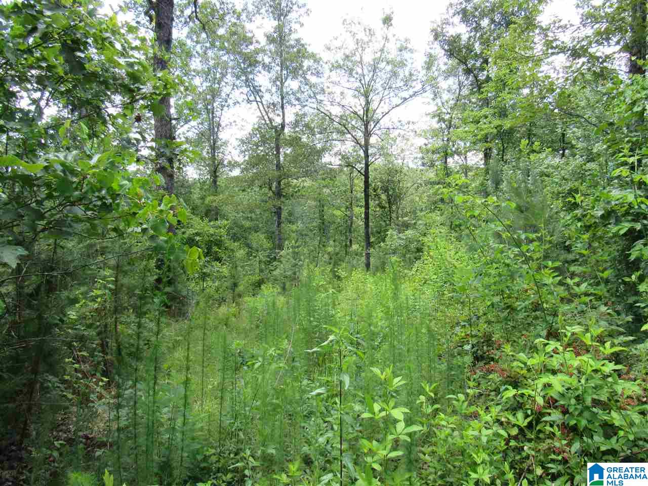 1 County Road 2811 Lineville, AL 36266 - Photo 5 of 8