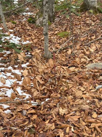 $22,000 | Lot 104 Hornbeam Ridge Road, Dexter, ME 04930