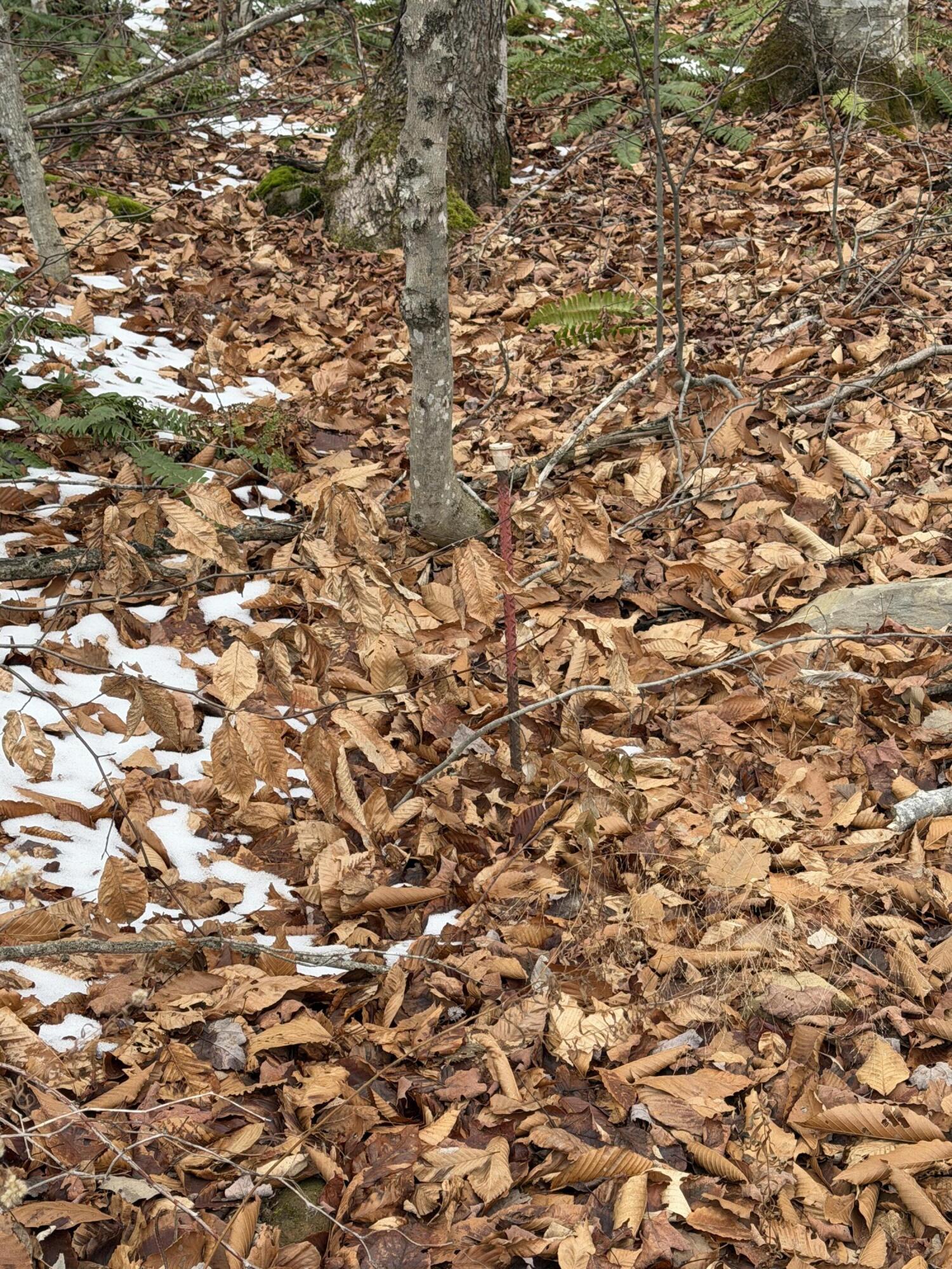 Lot 104 Hornbeam Ridge Road Dexter, ME 04930 - Photo 3 of 6 IMG_5707