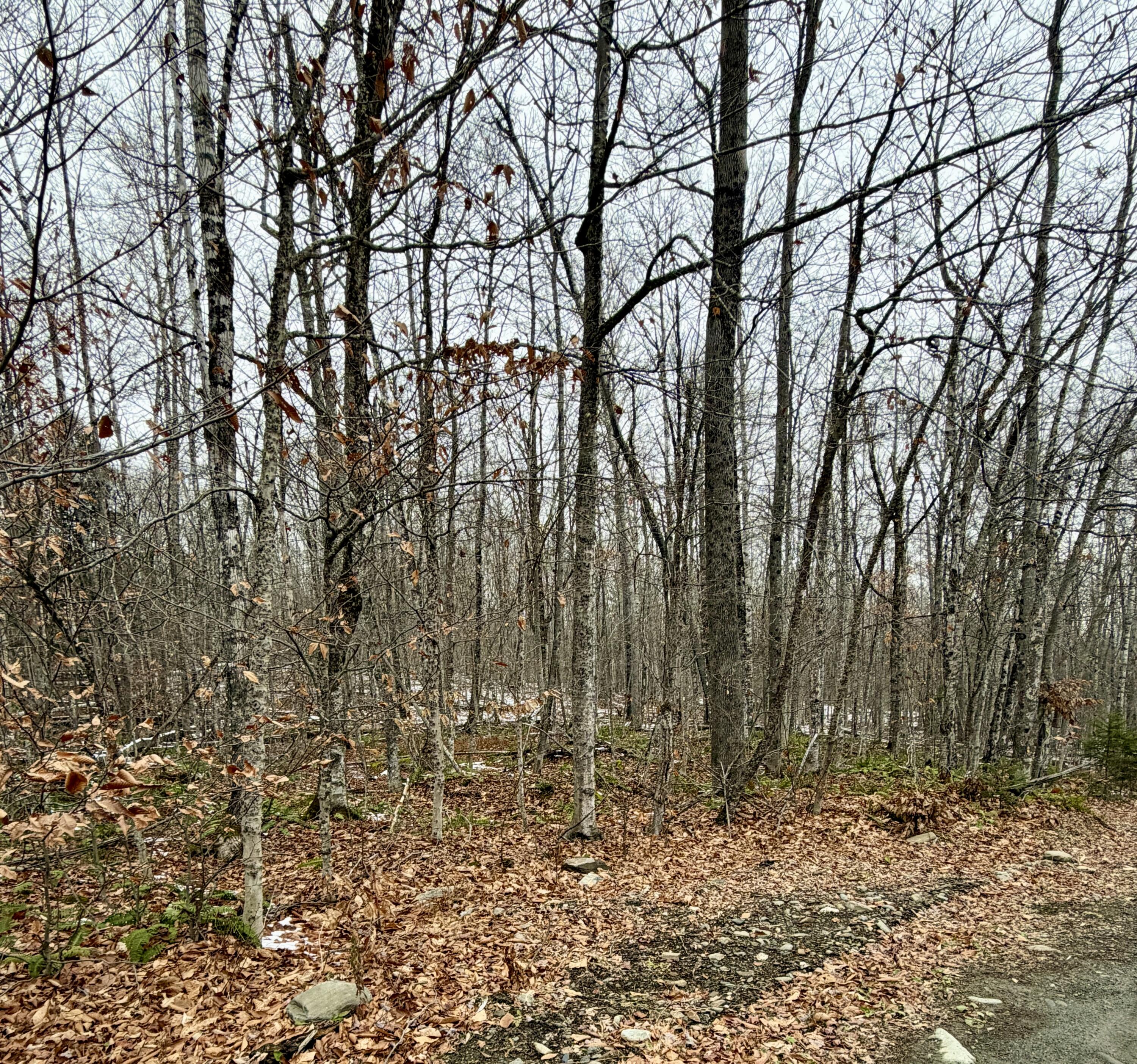 Lot 104 Hornbeam Ridge Road Dexter, ME 04930 - Photo 5 of 6 IMG_5711