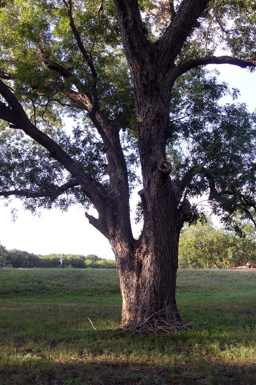 900 Old Lytton Springs Road Lockhart, TX 78644 - Photo 24 of 34 a view of a yard with large tree