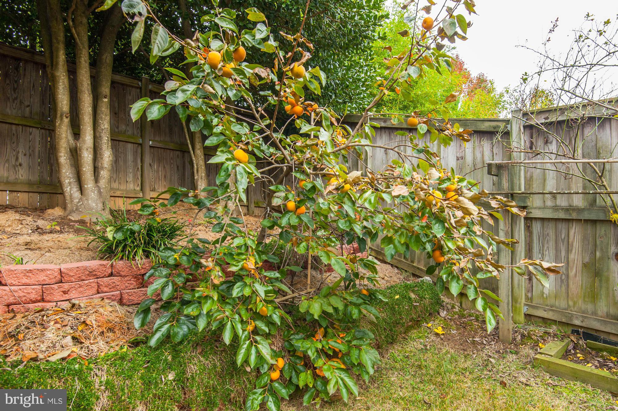 8700 Shadowlake Way Springfield, VA 22153 - Photo 30 of 30 Persimmon Tree