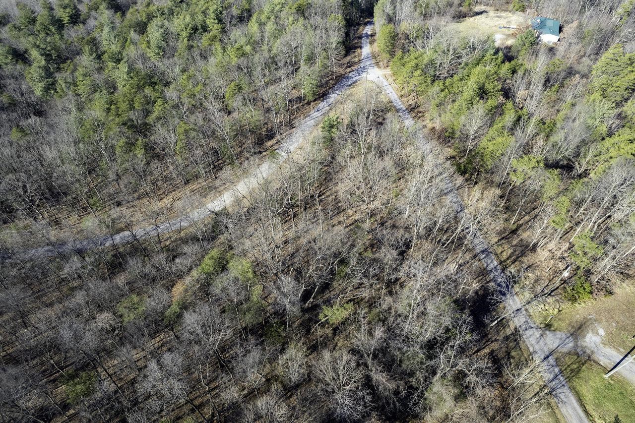 0 Holliday Hill Road Luray, VA 22835 - Photo 14 of 18 a view of a forest with a tree