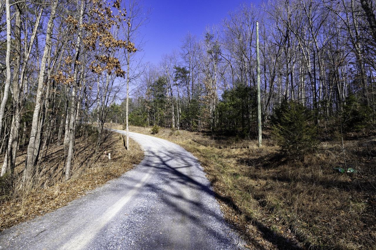 0 Holliday Hill Road Luray, VA 22835 - Photo 18 of 18 a view of a forest filled with trees