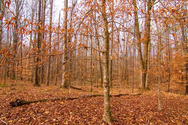 $899,000 | 3337 Lower Blue Springs Road, Hamilton, GA 31811