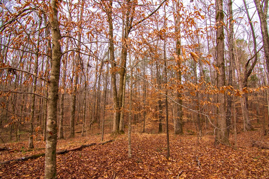 3337 Lower Blue Springs Road Hamilton, GA 31811 - Photo 63 of 66