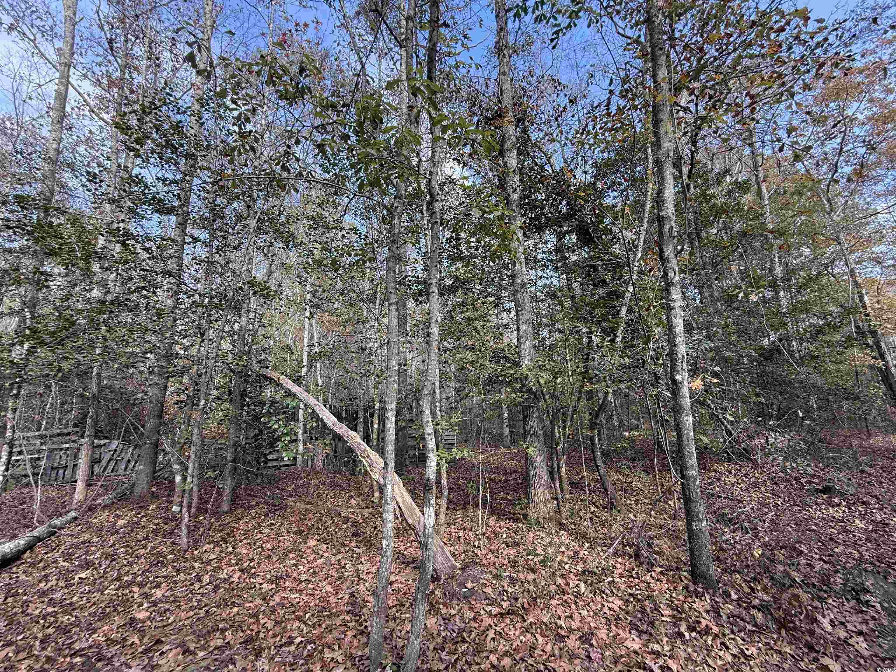 7262 North Brewington Road Alcolu, SC 29001 - Photo 11 of 18