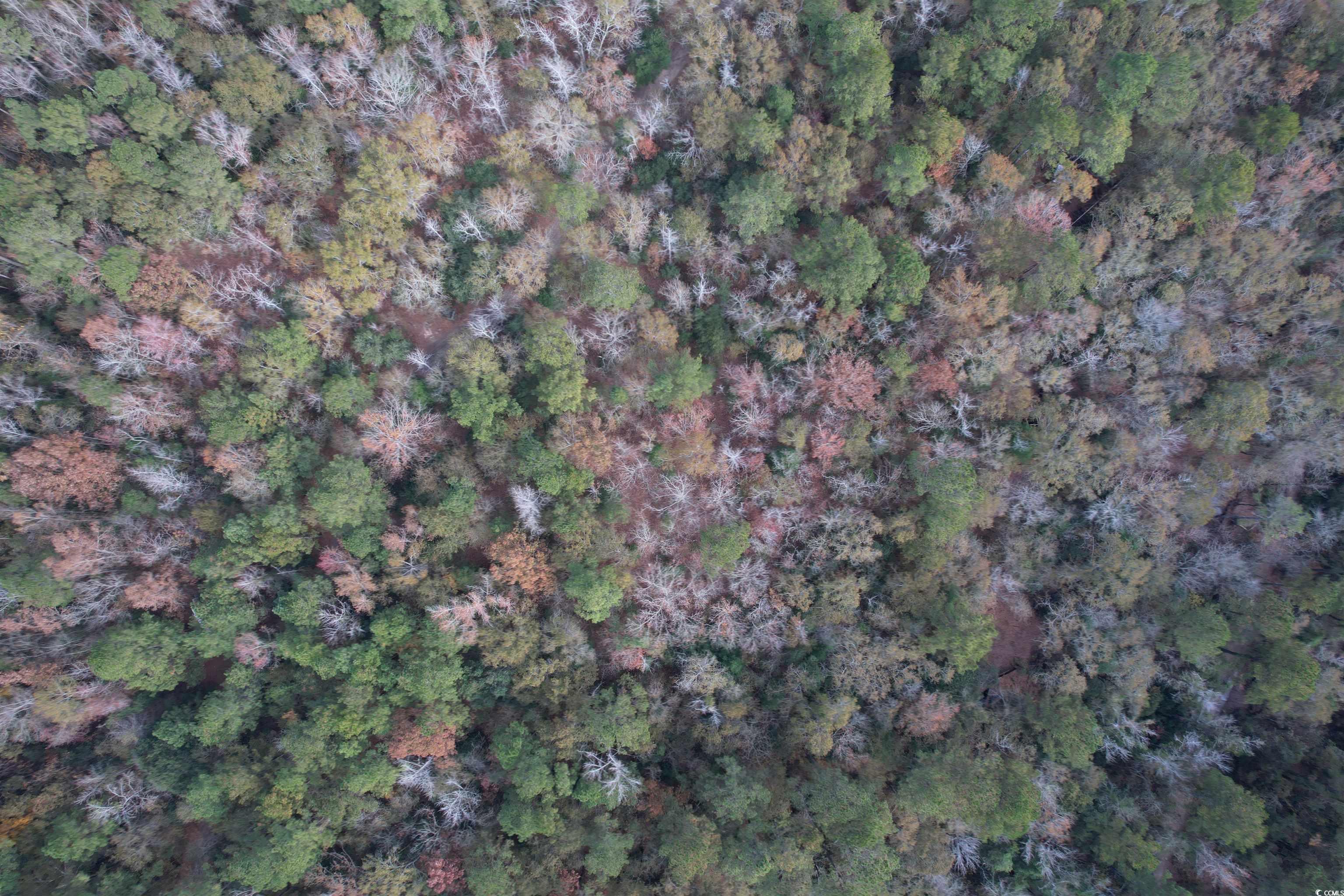 7262 North Brewington Road Alcolu, SC 29001 - Photo 7 of 18