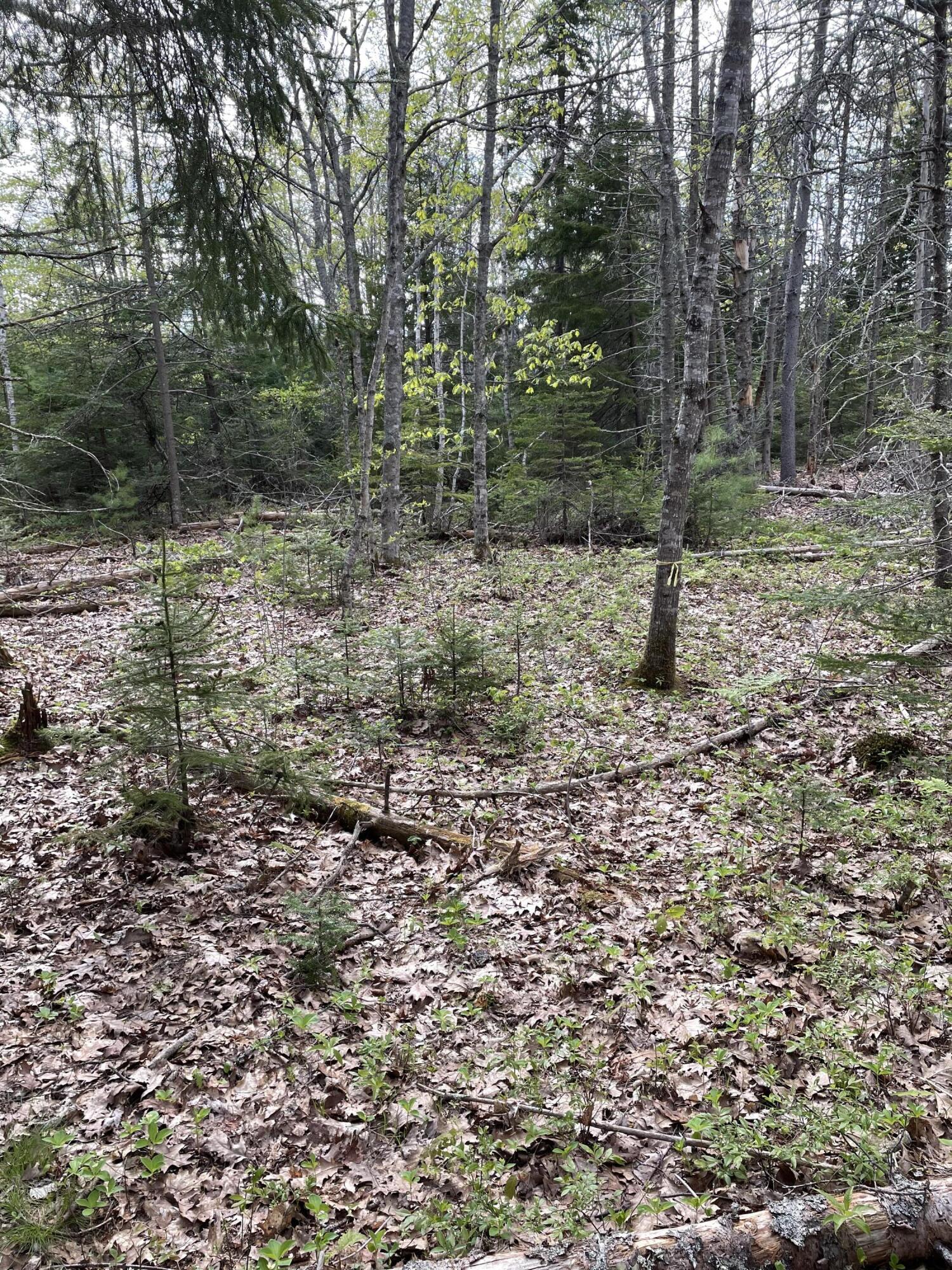 0 Bristol Road Pemaquid, ME 04558 - Photo 10 of 36 IMG_2799